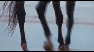 Фильмы про лошадей, которые вы не видели (2017-2020)