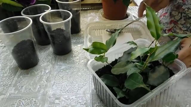 Фикус Бенджамина, размножение черенками . Очень просто . смотреть онлайн