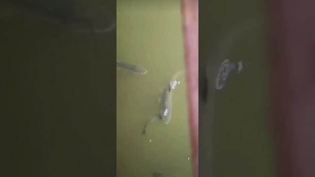 Как козы рыб кормили смотреть онлайн