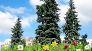 Псевдотсуга менциза ? Обзор: посадка и уход. крупномеры псевдотсуги : описание и особенности