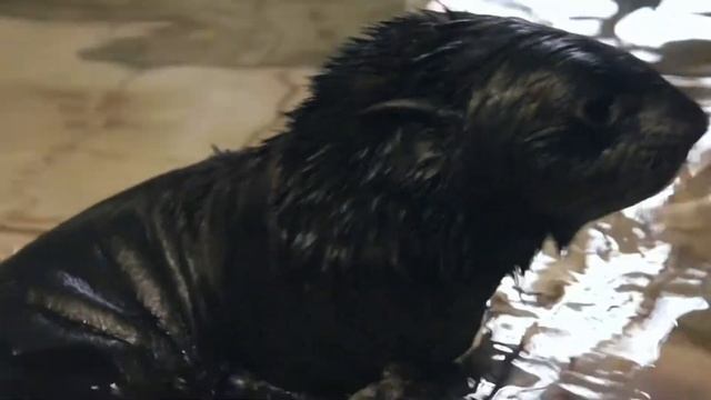 В Московском зоопарке родился детеныш северного морского котика смотреть онлайн