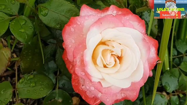 Nostalgie Rose 🌹 P8/Lola's Hardin смотреть онлайн
