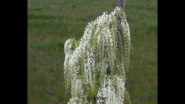 Glycine Du Japon Floribunda Alba By Clematite.net - Spécialiste Des Plantes De Jardin