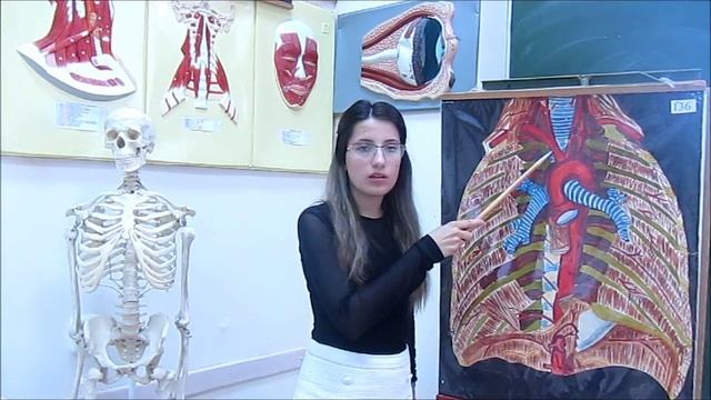 Артерии большого круга кровообращения. Ветви дуги аорты смотреть онлайн