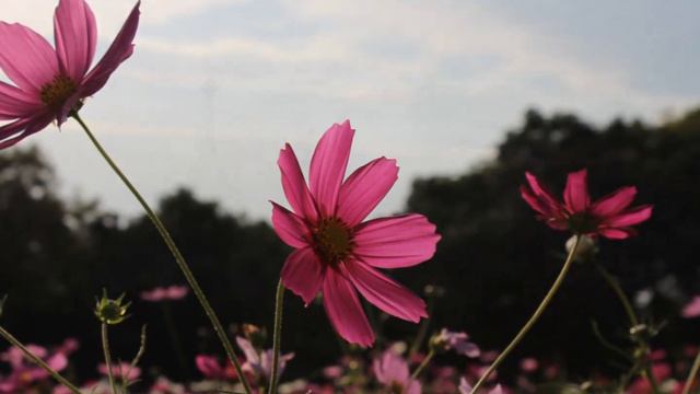 Blue Bossa ChromaticHarmonica смотреть онлайн