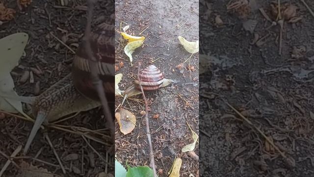улитка рогатая #улитка #природа #животные #nature #animals #snail #милота #интересно смотреть онлайн