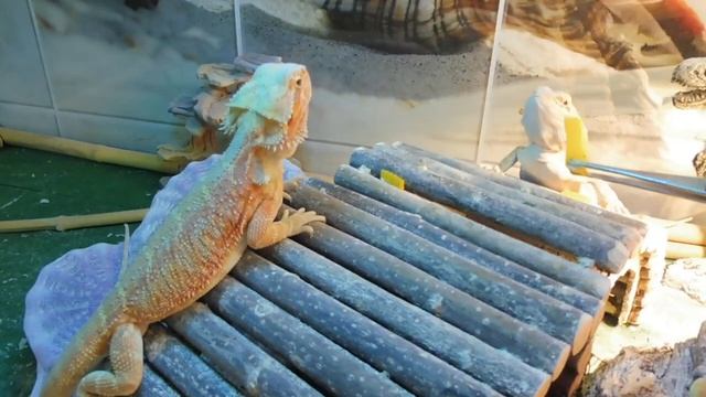 Кормлю ВСЕХ питомцев ТЫКВОЙ - ЧИХУАХУА , черепахи , АГАМЫ , попугаи / Как дела у птички КИВИ ? смотреть онлайн