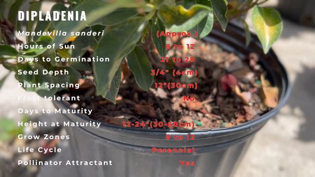 DIPLADENIA Information and Growing Tips! 'Brazilian Jasmine' (Mandevilla sanderi) смотреть онлайн