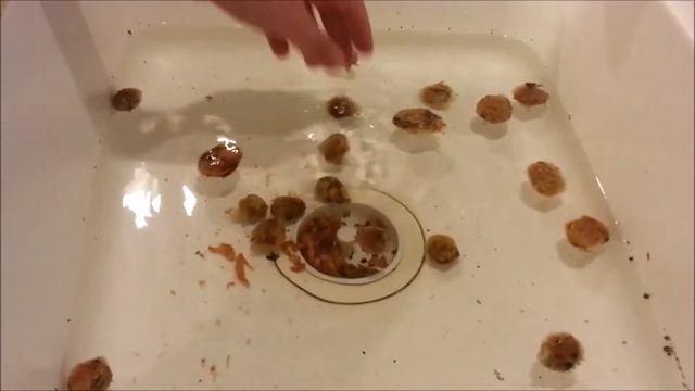 Cacao/ Chocolate Tree Seed Planting