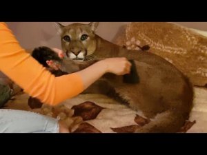 Пума Месси после душа. Мокрый кот