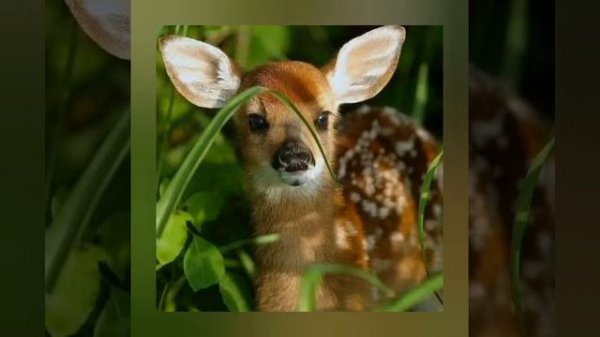 Kiyiknoma 19 марта 2021 г.