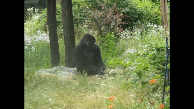 Горилла из Варшавы Gorilla from Warsaw смотреть онлайн