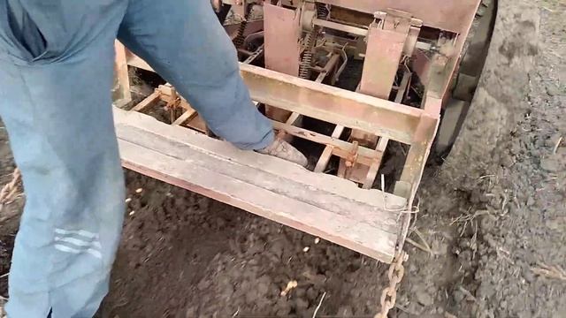 Медвежий орех .Посев семян Медвежего ореха. смотреть онлайн