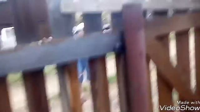 Заброшенная дача,увидела овчарка.Не могли пролезть через забор. смотреть онлайн