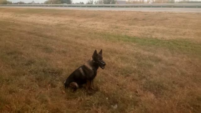8 уровень. Олимп выполнил восьмой уровень команды сидеть.