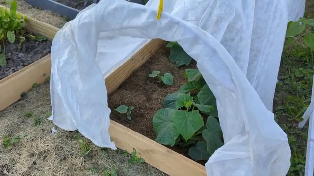 # 217. Это случилось за одну ночь. Приехали на участок и расстроились. Обзор теплицы смотреть онлайн