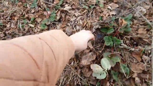 Клубника Азия первогодка и второгодка ,посадка по 2 куста в одну лунку гряды и спаренные ряды смотреть онлайн