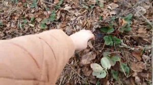 Клубника Азия первогодка и второгодка ,посадка по 2 куста в одну лунку гряды и спаренные ряды