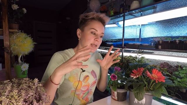 ВЕГЕТАТИВНАЯ ПЕТУНИЯ,ЧТО ЭТО ТАКОЕ.ВИДЫ И СОРТА ВЕГЕТАТИВНОЙ ПЕТУНИИ. 2022 смотреть онлайн