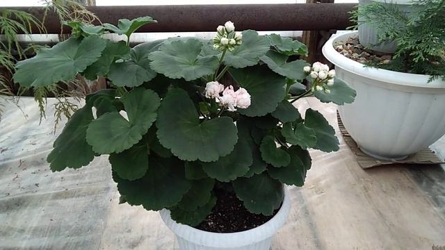 #20.Моя формула успешной зимовки пеларгонии. смотреть онлайн