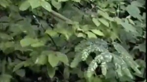 1998.08.14 ДОБЫЧА ЖЕНЬ-ШЕНЯ в КИРОВСКОМ РАЙОНЕ Приморского края КОРЕНЬ ЖИЗНИ в ТАЙГЕ видео 5 минут