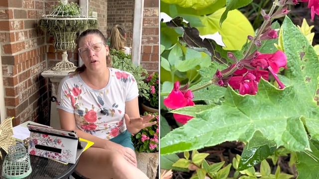 5 Pink HEAT Loving Perennials 🌺🌺🌺 || Heat Tolerant Perennials | Perennial Flowers | Perennial Garde