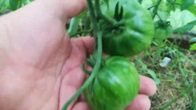 Теплица(часть 2) смотреть онлайн