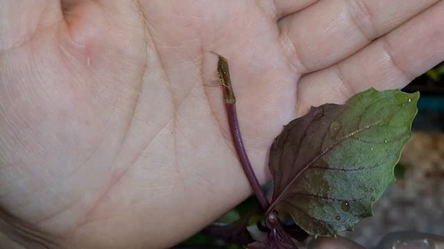 Сажаю в грунт черенки базилика🌱 смотреть онлайн