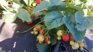 Сорт клубники "КАМА"