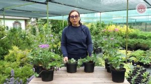 Топ 6 герани для сада