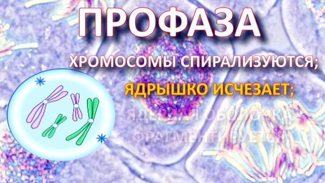 МИТОЗ. ЖИЗНЕННЫЙ ЦИКЛ КЛЕТКИ. смотреть онлайн