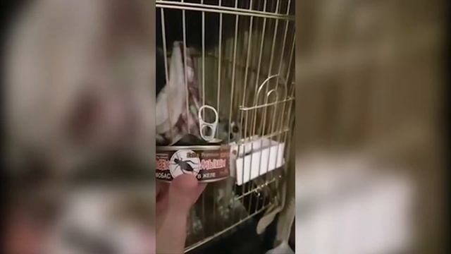 Кормление толстого лори консервами "Насекомыши" смотреть онлайн