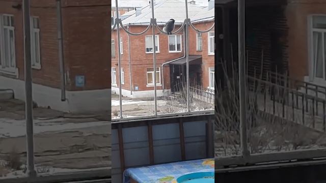 Сегодня прилетела буроголовая гаичка смотреть онлайн