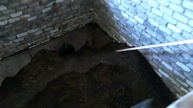 Херсонщина,уборка подсолнуха 2020август. смотреть онлайн