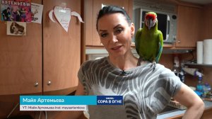 Попугаи Ара, какаду и футбол!) И Гиацинтовый Ара с ними!)