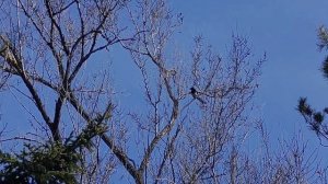 Веселый кроухантинг, массовый падеж врановых. / Funny crow hunting, mass mortality of crows.