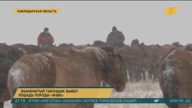 Знаменитый табунщик вывел лошадь породы «жәбе» в Павлодарской области смотреть онлайн