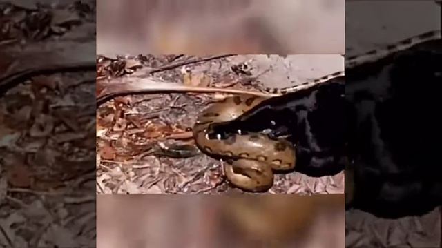 Кошки против Змеи смотреть онлайн