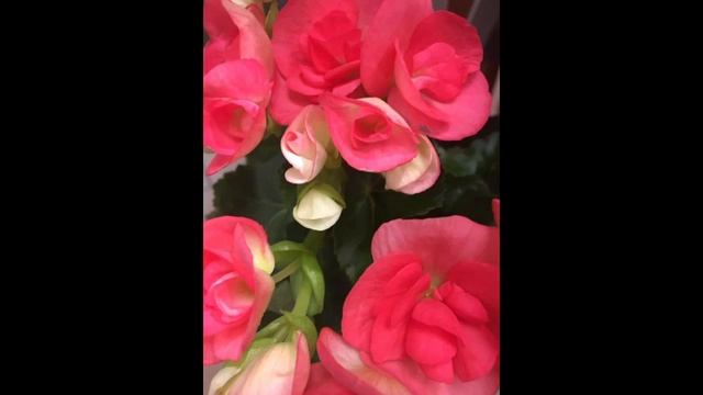 ?Pretty Spring Tulips,Bouton De Rose Double Begonia Flowers And Primrose Houseplants?