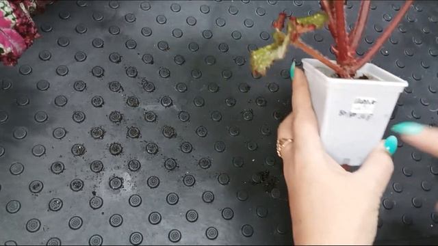 ? Бегония в треуголке! ? Пересадка декоративнолистной бегонии. смотреть онлайн