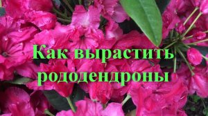 Как вырастить рододендроны