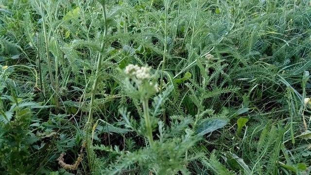 Работа видеокамеры Meizu M3 mini Update FlymeOS 5.1.4.1Y смотреть онлайн