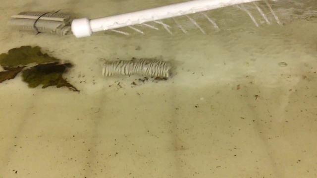 УЗВ для Австралийских раков смотреть онлайн