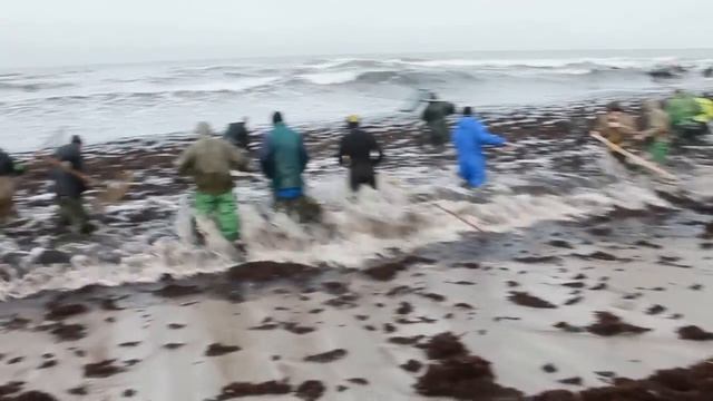 Начало сезона.Балтийское море. Ловцы Янтаря на сачок. смотреть онлайн