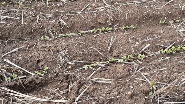 No-Till. Лен сорт Северный. 5 га, 3 год по нулю... Сеяли 14 апреля. смотреть онлайн