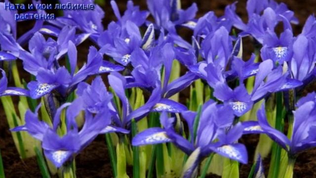 Всем любителям растений// Самые интересные и вдохновляющие легенды о цветах ! смотреть онлайн