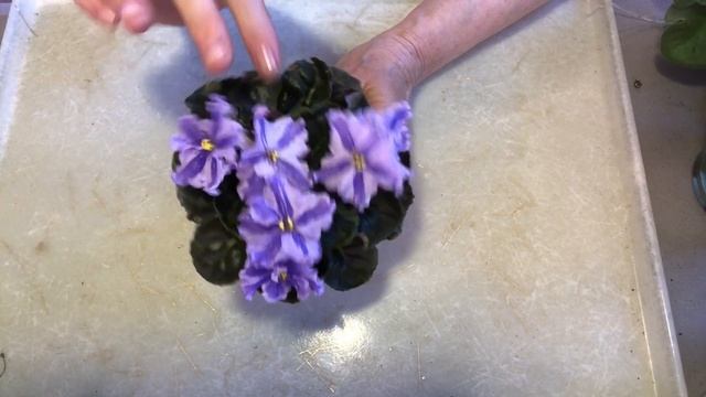 AFRICAN VIOLETS. My blooming chimeras. Gorgeous! смотреть онлайн