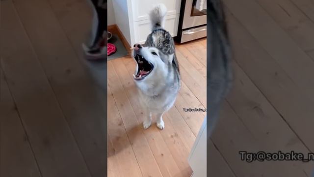 #short #дрессировка #поденкоибиценко #поденко #podencoibicenco #dog #собака смотреть онлайн