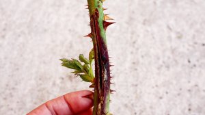 ❗ УЖЕ ИЮНЬ, А РОЗЫ НЕ ЦВЕТУТ? ЧТО ДЕЛАТЬ?/Садовый мир рекомендует