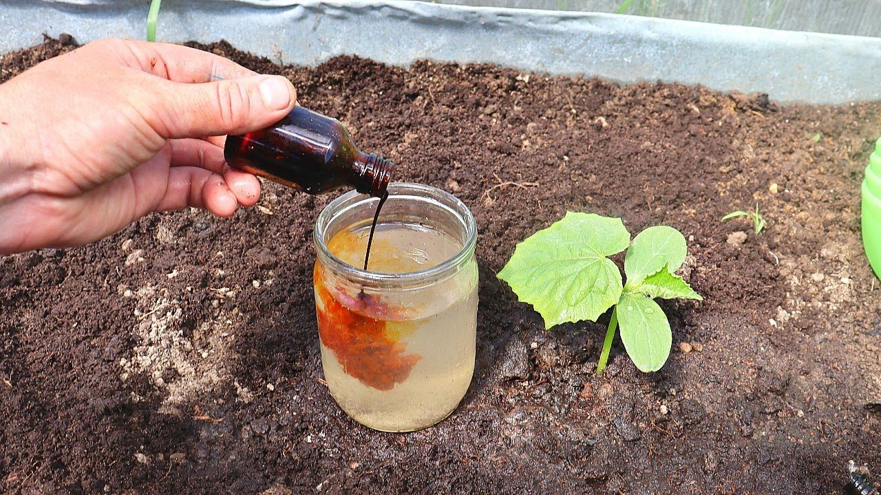 Дешевые средства из аптеки которые должны быть у каждого садовода. Топ аптечных средств для огорода. смотреть онлайн
